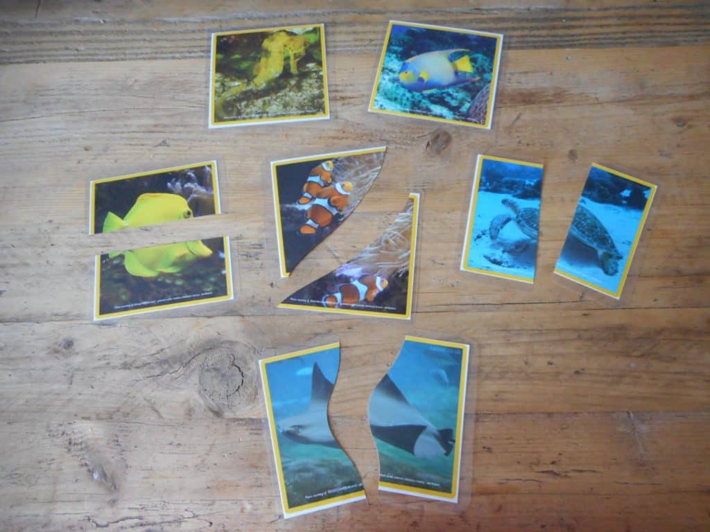 Shelfie - Theme - Sealife - Ocean - Seas - Animals - Turtles - Whales - Sharks - Fish - Matching - Communication and Language - Fine Motor Skills - Puzzles - Games - Toddler ideas - Preschooler - Books - Small World