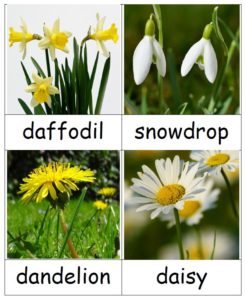 flowers - daffodil - snowdrop - dandelion - daisy - three part Montessori cards