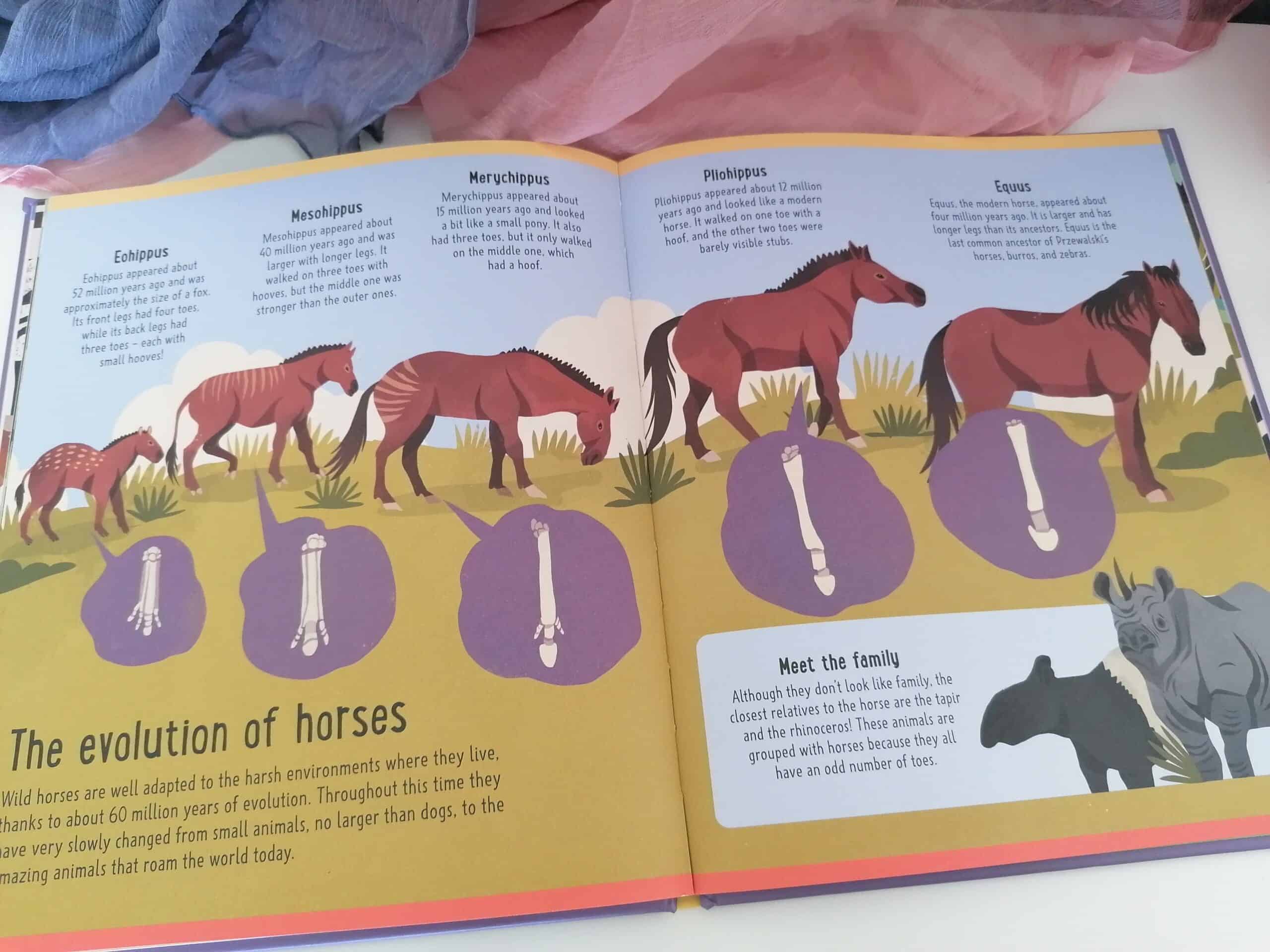 Horses (A Day in the Life) - Dr Carly Anne York and Chaaya Prabhat