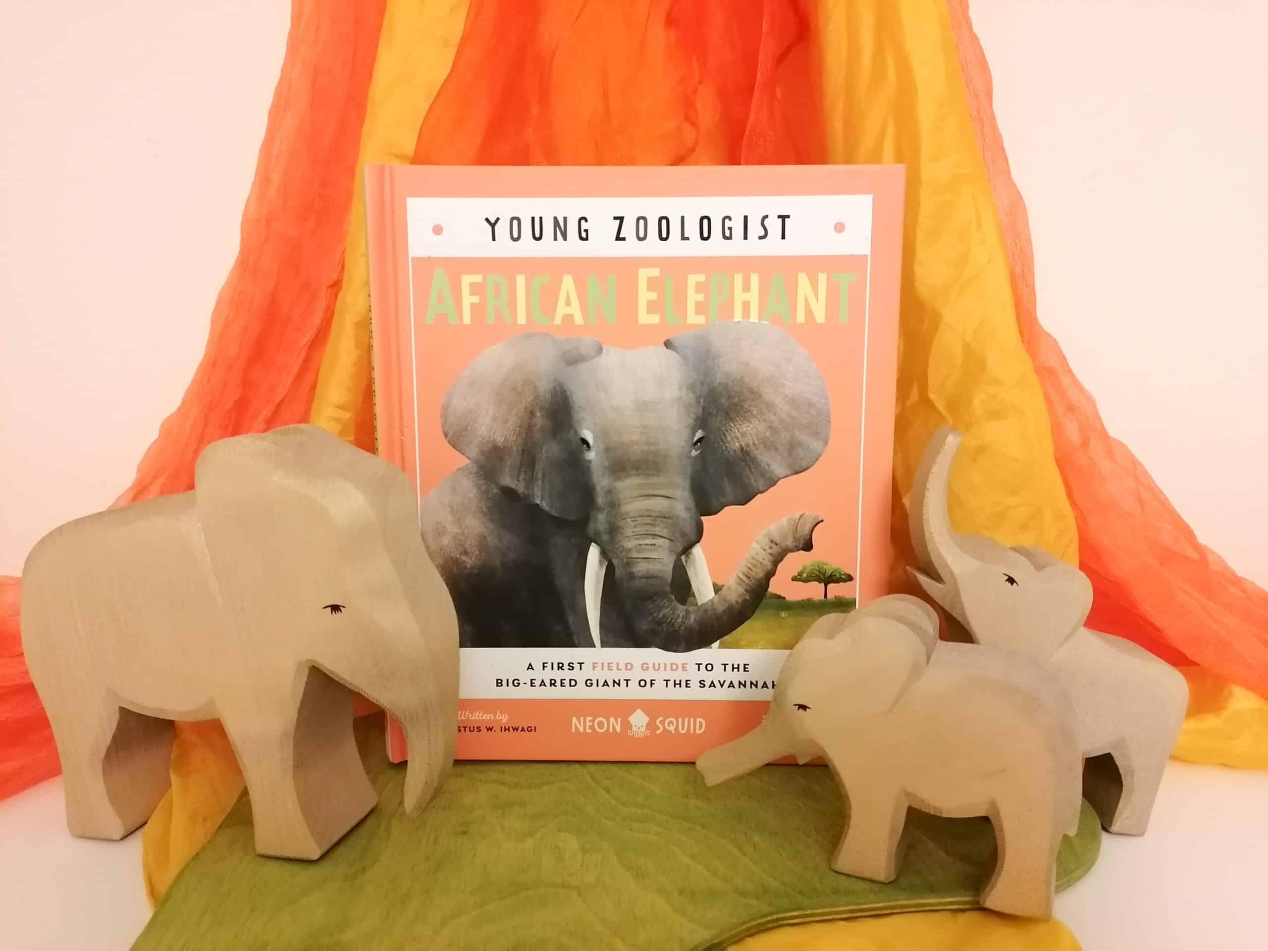 African Elephant Young Zoologist Busy Busy Learning african-elephant-young-zoologist-busy-busy-learning