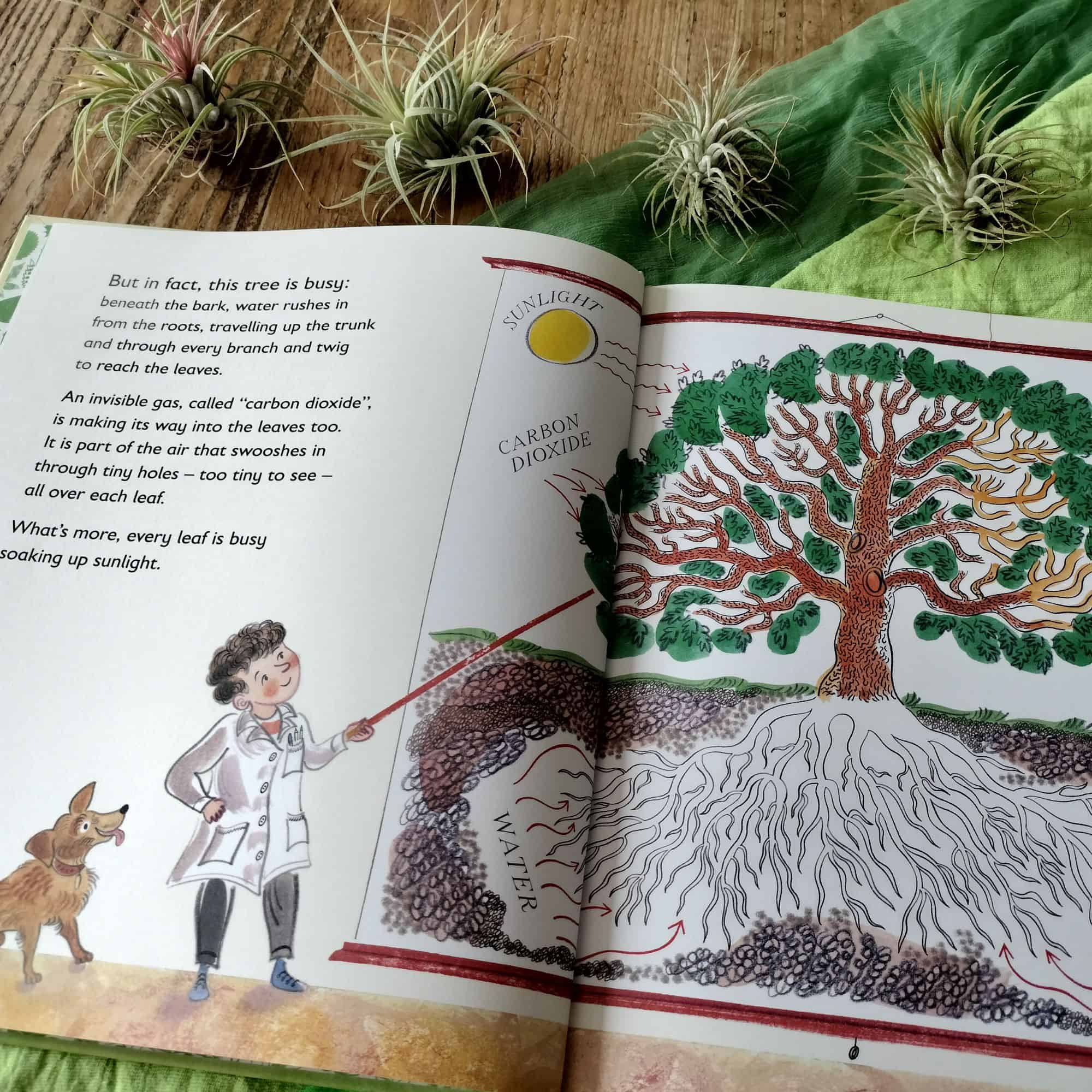 Green: The Story of Plant Life on Our Planet by Nicola Davies and Emily ...
